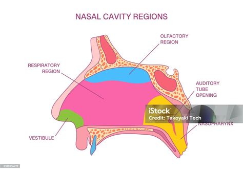 Diagrama de la cavidad nasal mostrando el flujo de aire y la acción de los cilios