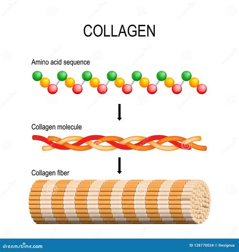 Estructura molecular del colágeno