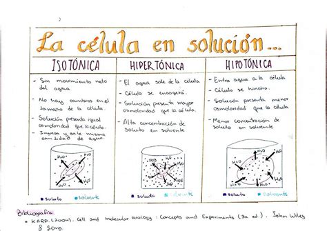 Diagrama de ósmosis: célula en soluciones isotónica, hipotónica e hipertónica