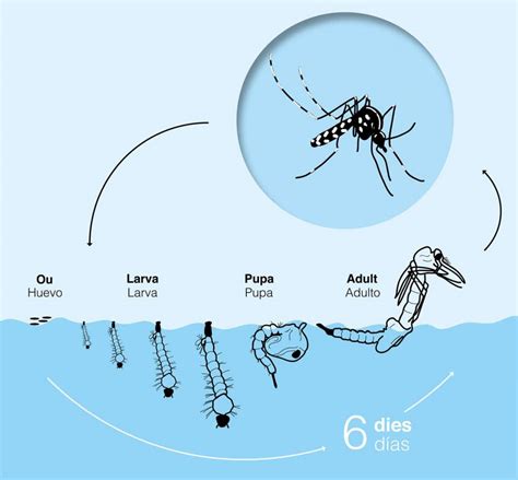 Ciclo de vida del mosquito