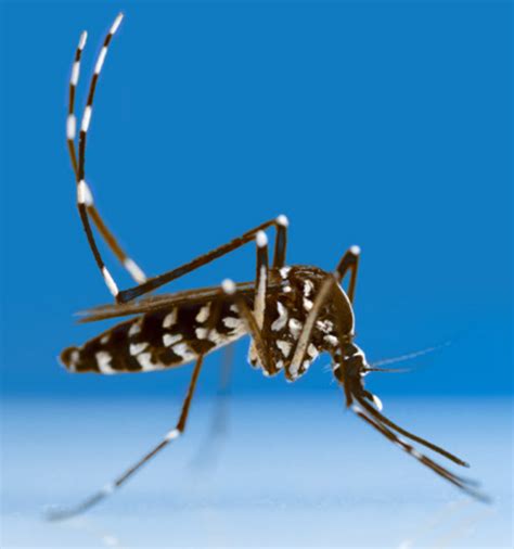 Mosquito tigre (Aedes albopictus)