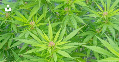 Plantas de cannabis creciendo sanas