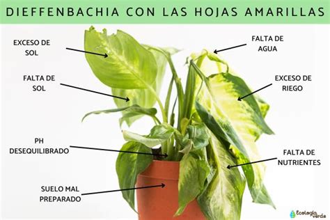 Planta de cannabis con hojas amarillas por exceso de riego