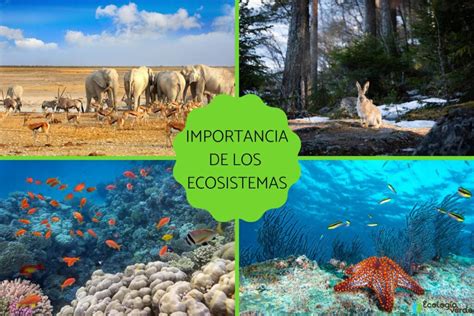 Imagen de un ecosistema acuático limpio y saludable