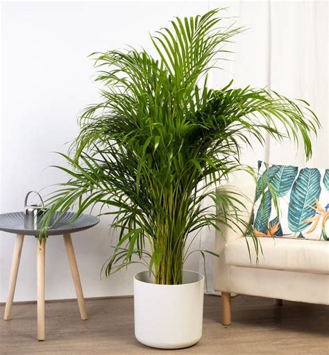 Palma Areca en interior