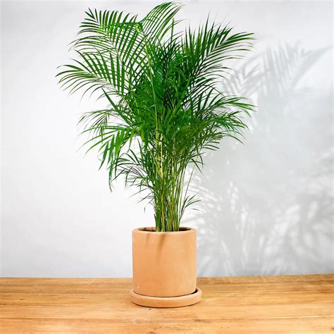 Palma Areca con rociador