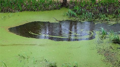 Lenteja de agua cubriendo la superficie de un estanque