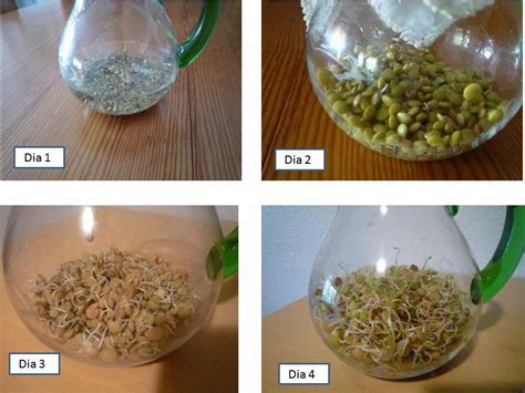 Proceso de germinación de lentejas en un colador