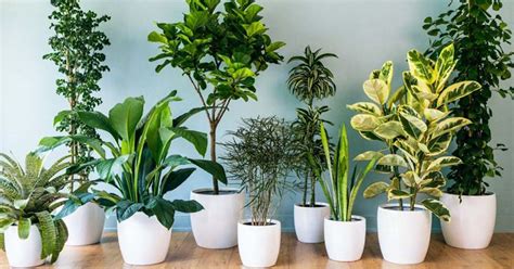 Plantas purificadoras de aire