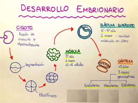 Diagrama de los estadios de desarrollo embrionario