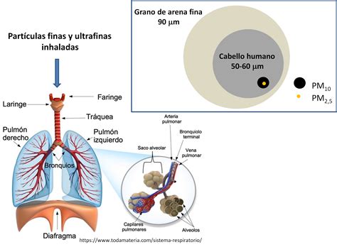 Diagrama de la penetración de partículas PM en el sistema respiratorio