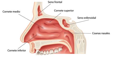 Diagrama de la fosa nasal humana y la ubicación de los cornetes
