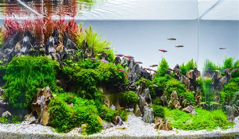 Acuario con flujo de agua visible