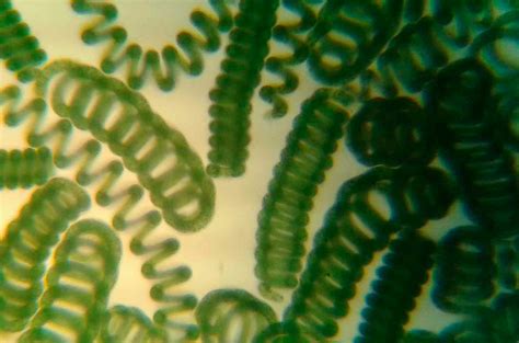 Microalga espirulina bajo microscopio