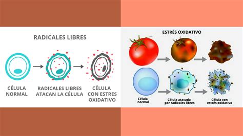 Ilustración de células de la piel con radicales libres y antioxidantes