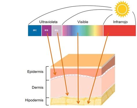 Diagrama mostrando la penetración de la luz solar en la piel y la protección de la espirulina