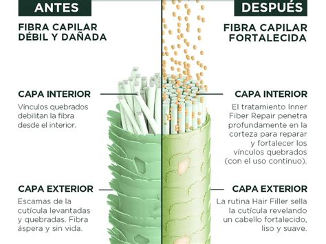Diagrama mostrando la estructura interna de una fibra capilar sana vs. una dañada
