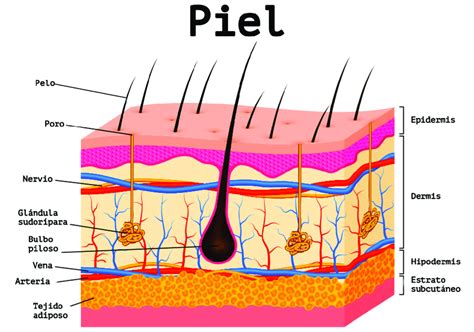 Diagrama de capas de la piel y penetración de activos cosméticos