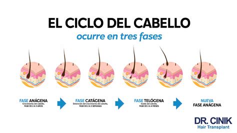 Diagrama del ciclo de vida del cabello y la acción del romero