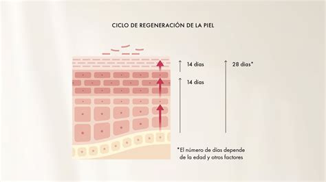 Diagrama del ciclo de renovación celular de la piel