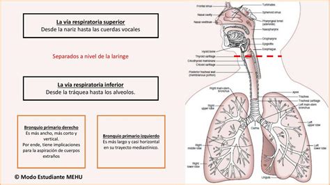 Diagrama que muestra la vía respiratoria y cómo la niebla del nebulizador llega a los pulmones