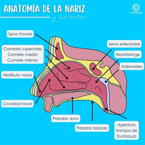 Anatomía de la nariz y su función en la respiración