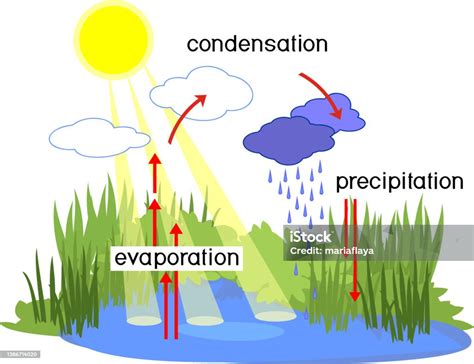Ilustración del ciclo del agua mostrando la evaporación, condensación y precipitación