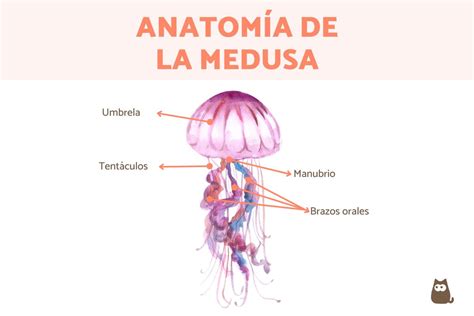 Anatomía de una medusa