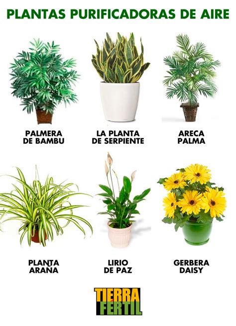 Estudio de la NASA sobre plantas purificadoras de aire
