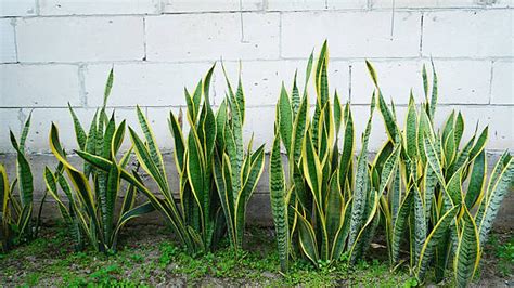 Planta Sansevieria (Lengua de Suegra)