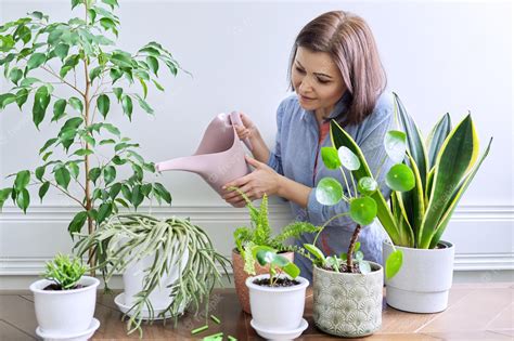 Persona regando y cuidando plantas de interior
