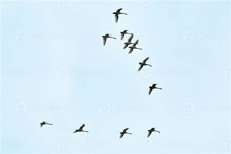 Pájaros volando en un cielo azul