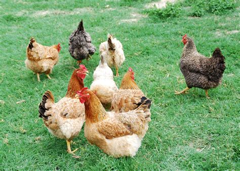 Aves de corral pastando en un campo