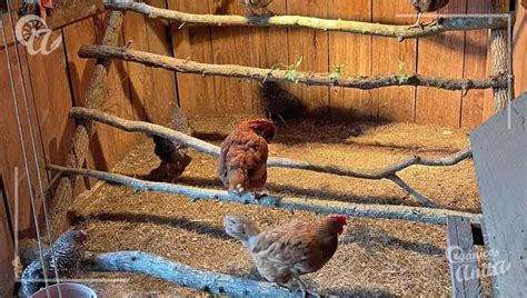 Diagrama de un gallinero con ventilación superior y perchas