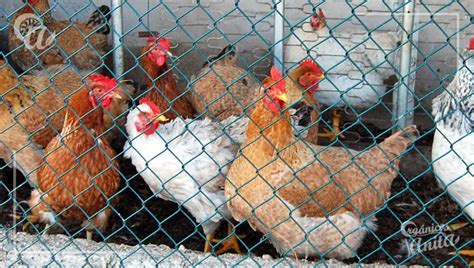 Gallinas escarbando y picoteando en un corral exterior