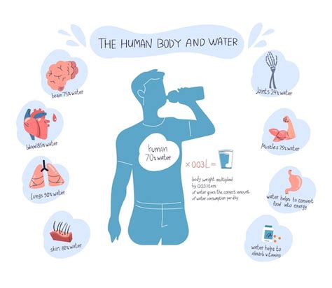 Infografía sobre la composición del cuerpo humano en agua