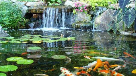 Estanque de jardín con peces y plantas