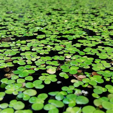 Plantas flotantes en un estanque