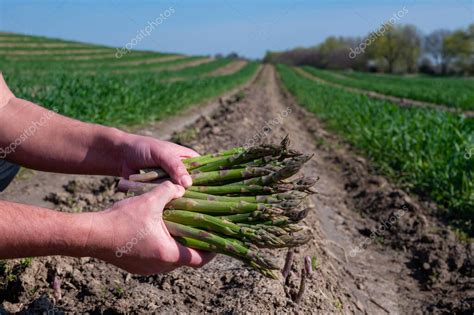 Trabajador agrícola recogiendo espárragos verdes