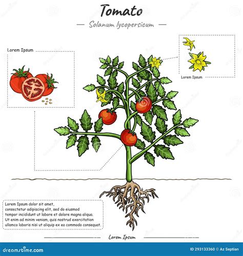 Diagrama de una planta de tomate entutorada verticalmente