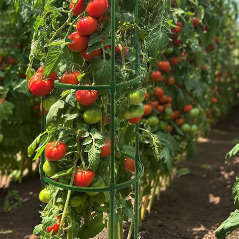 Variedad de tutores para tomates: estacas, jaulas, espirales y redes