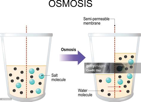 Ilustración de la ósmosis con una membrana semipermeable