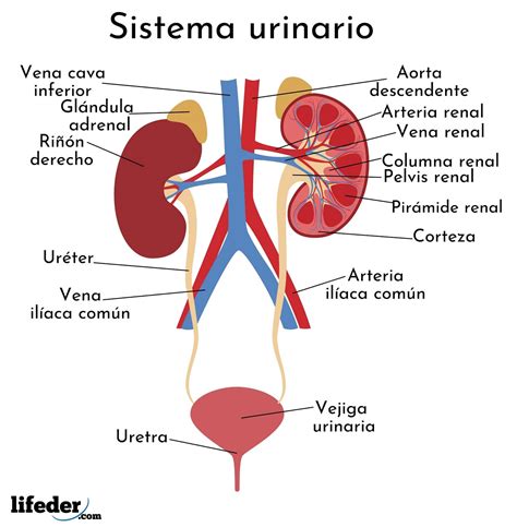 Diagrama del sistema renal humano