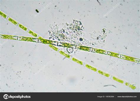 Estructura detallada de un alga pincel bajo microscopio