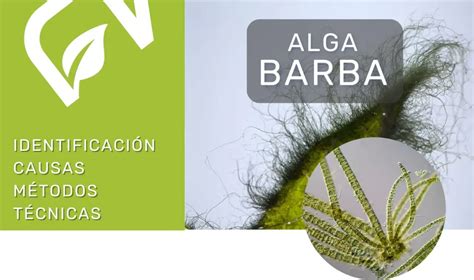 Comparación visual entre alga pincel y alga barba