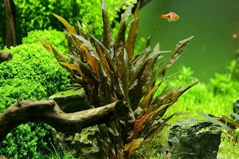 Variedad de plantas de acuario de rápido crecimiento
