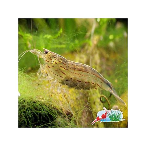 Ilustración de gambas Amano raspando algas