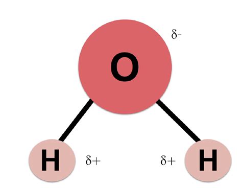 Representación de la molécula de agua con sus enlaces covalentes y el átomo de oxígeno electronegativo.