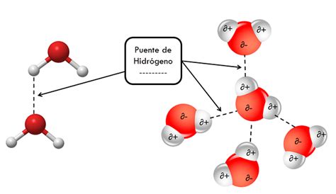 Diagrama que ilustra la formación de puentes de hidrógeno entre moléculas de agua.
