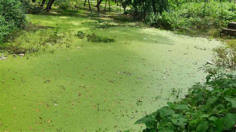 Eutrofización de un lago con floración de algas